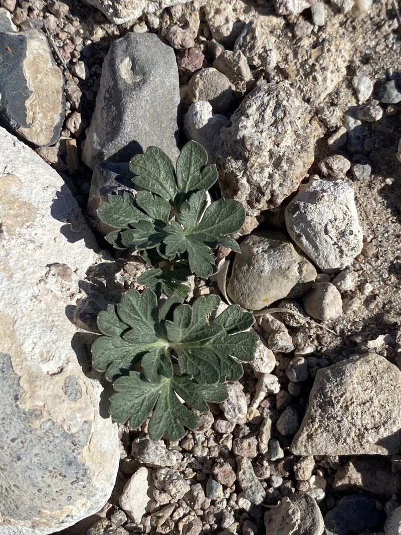Ripley's Springparsley photo 5