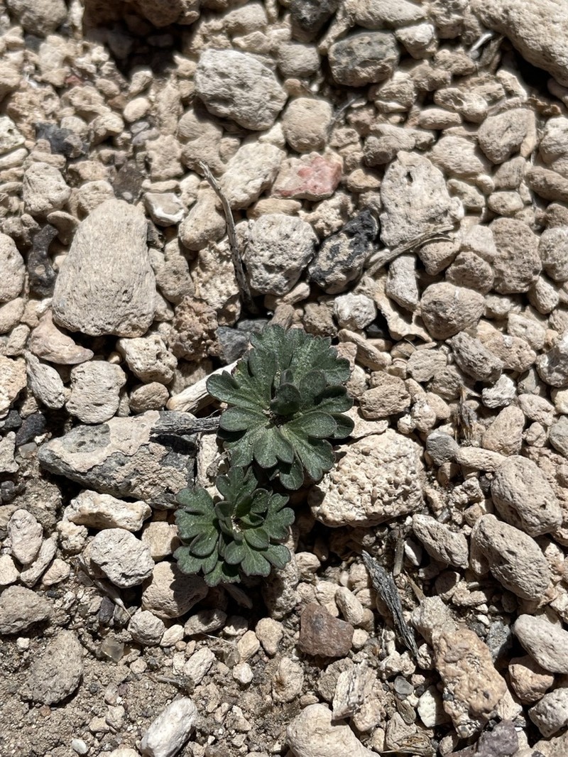 Ripley's Springparsley photo 6