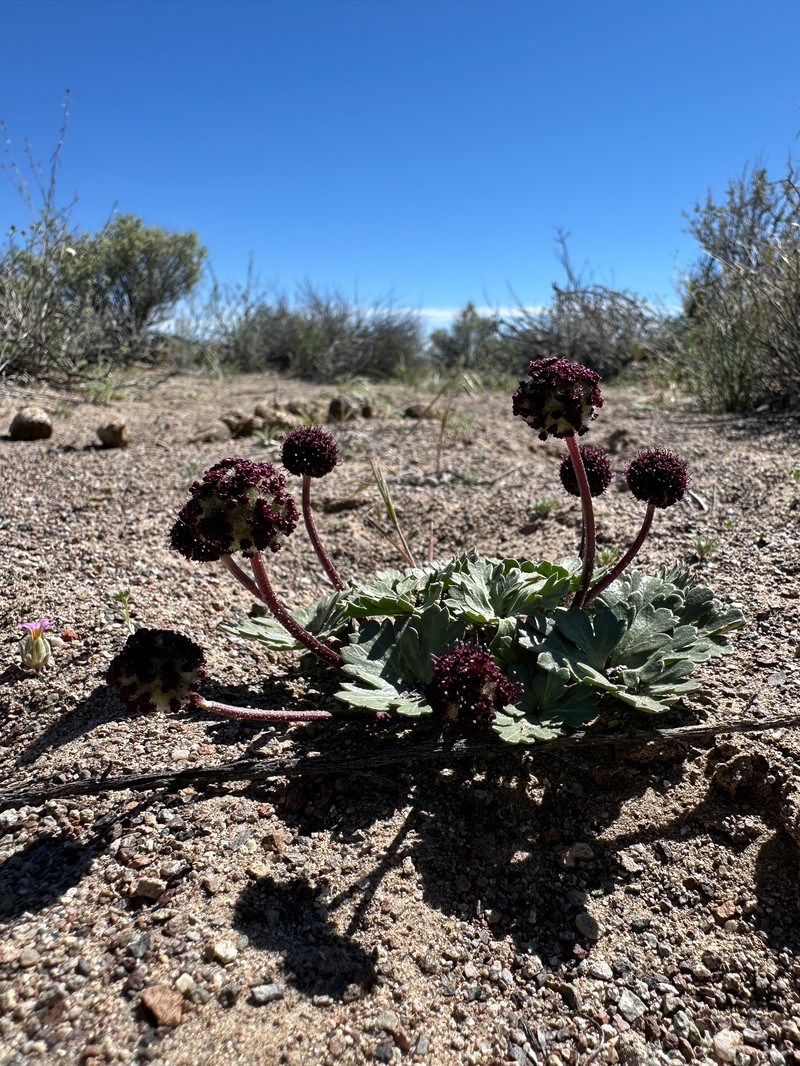 Cymopterus ripleyi var. saniculoides