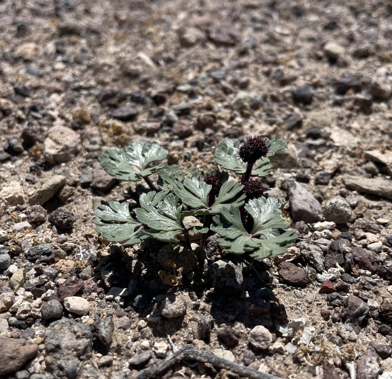 Cymopterus ripleyi var. saniculoides photo 2