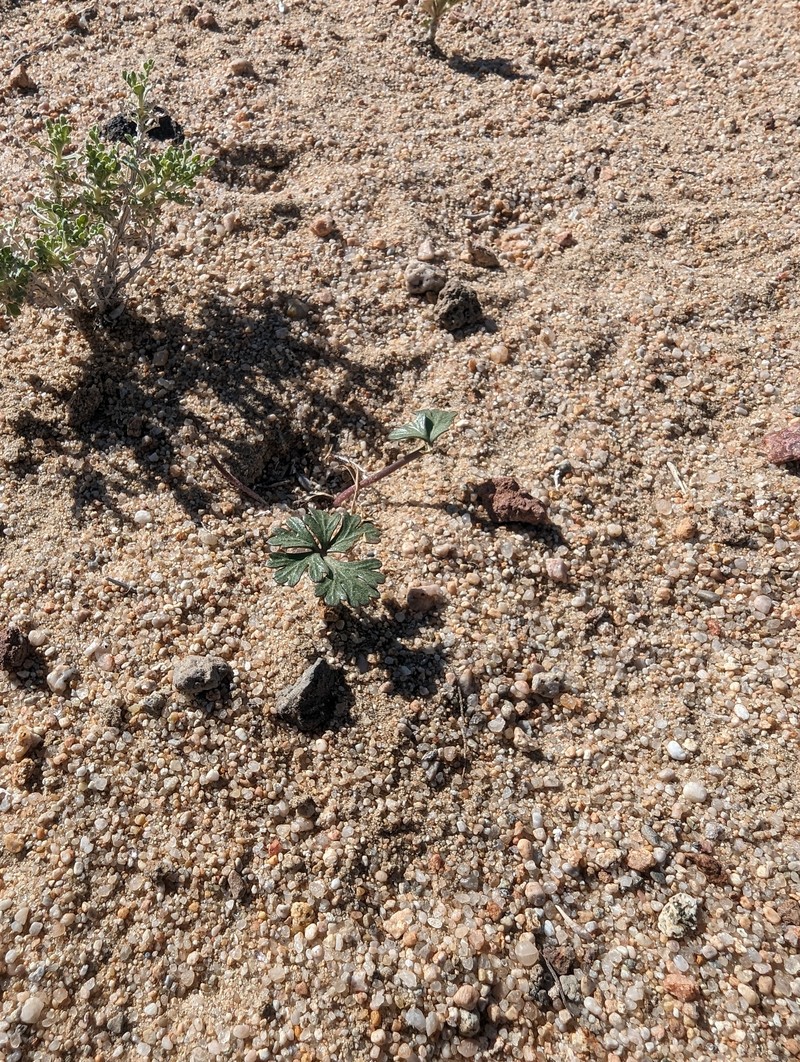 Cymopterus ripleyi var. saniculoides photo 3