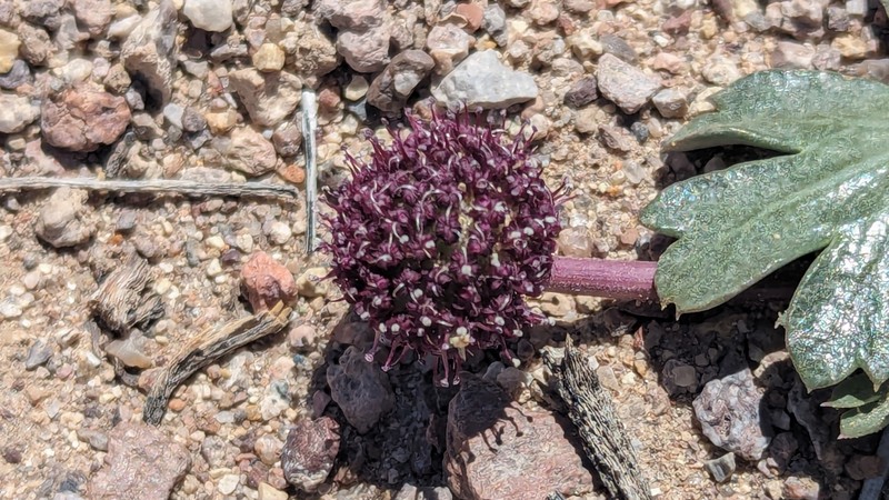Cymopterus ripleyi var. saniculoides photo 4