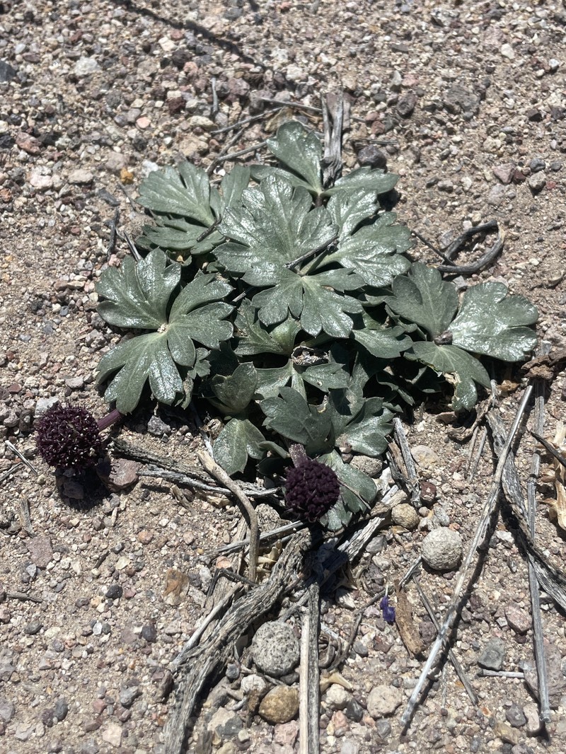 Cymopterus ripleyi var. saniculoides photo 5