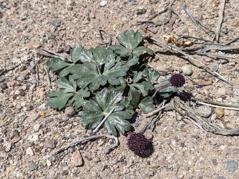 Cymopterus ripleyi var. saniculoides photo 6