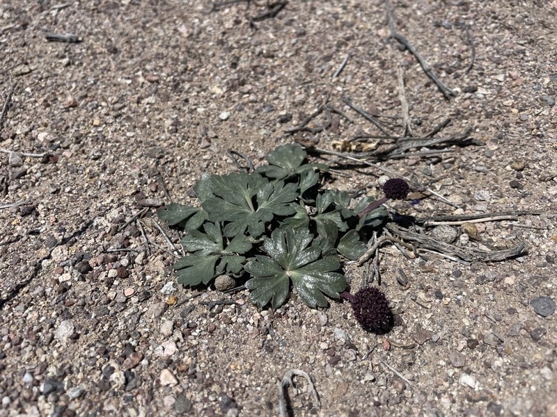 Cymopterus ripleyi var. saniculoides photo 7