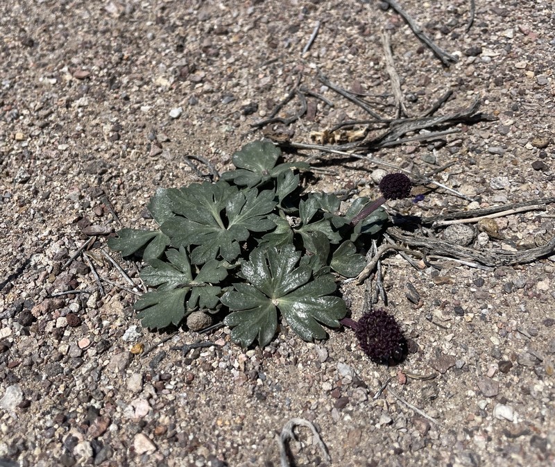 Cymopterus ripleyi var. saniculoides photo 8