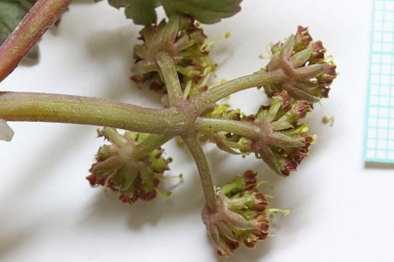 Rose's Springparsley