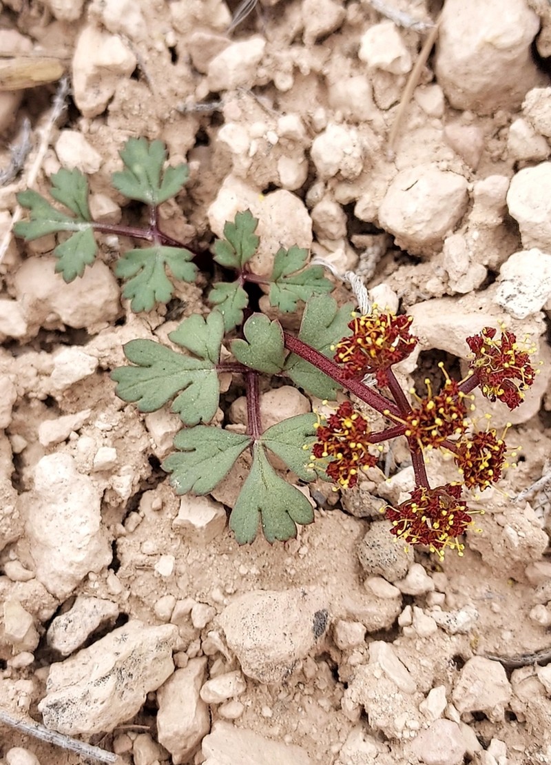 Rose's Springparsley photo 2