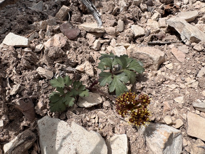 Rose's Springparsley photo 3