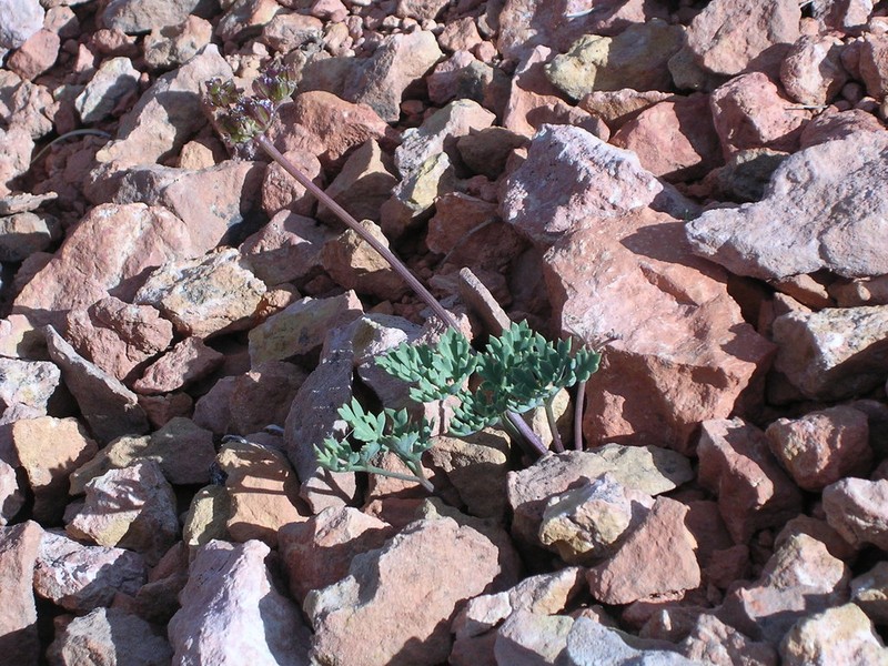 Rose's Springparsley photo 5