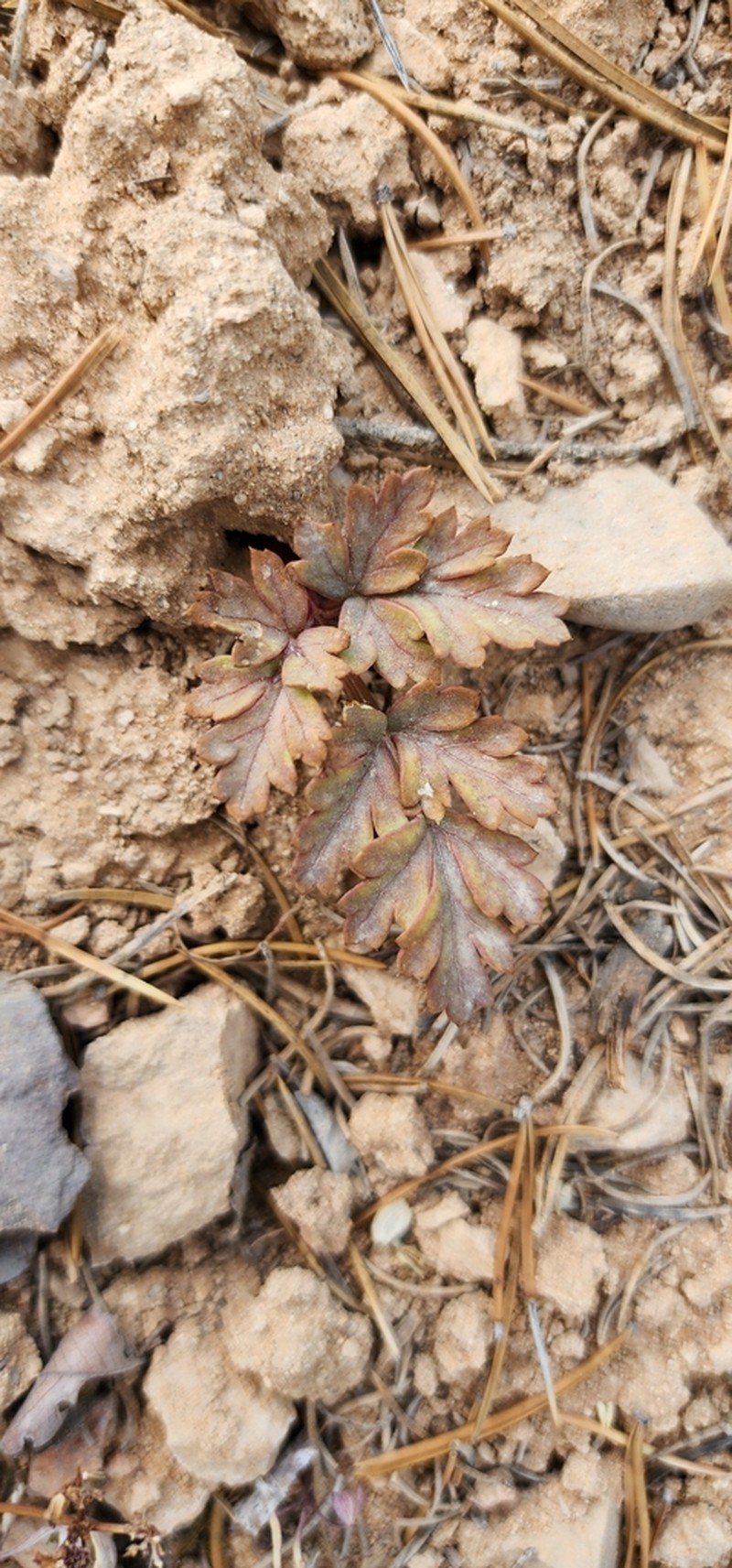 Rose's Springparsley photo 6