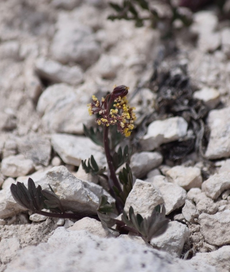 Rose's Springparsley photo 7