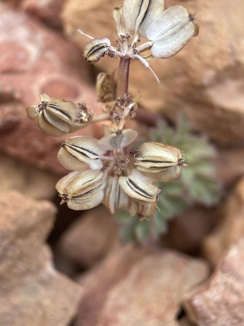 Rose's Springparsley photo 8