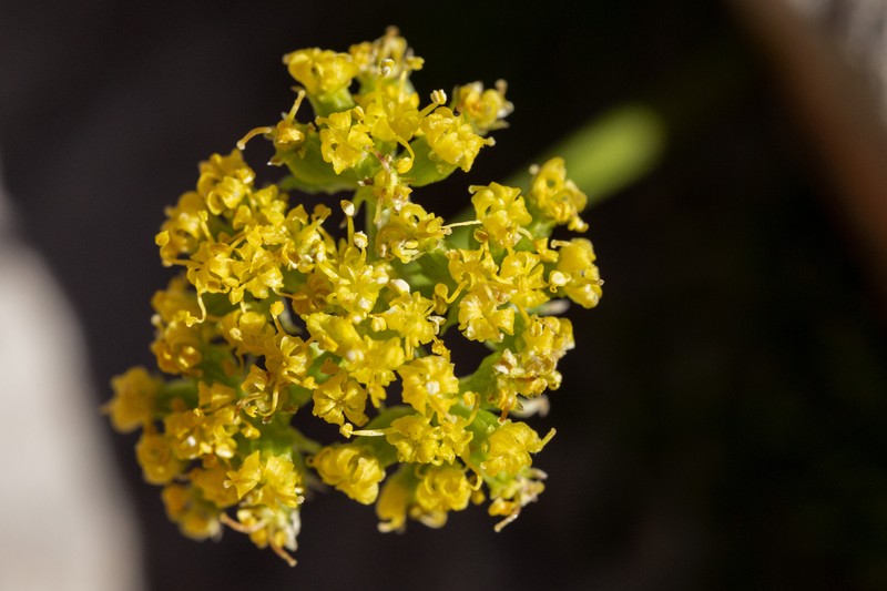 Sessileflower Indian Parsley