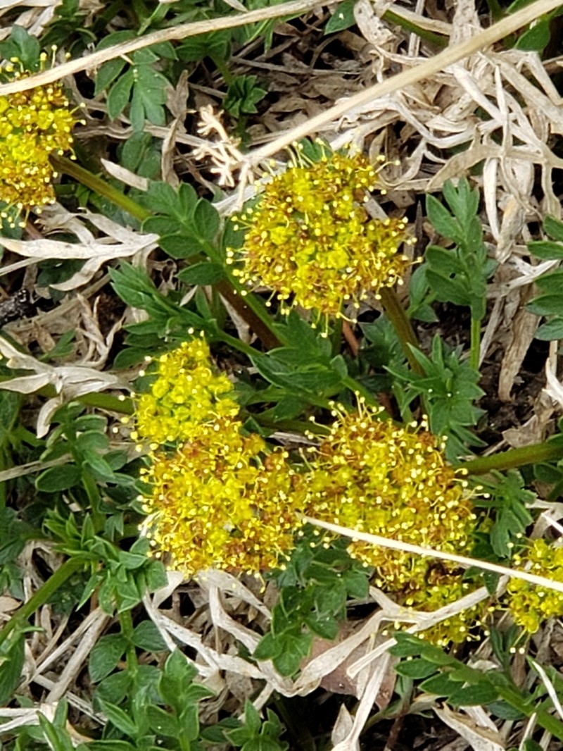 Sessileflower Indian Parsley photo 2