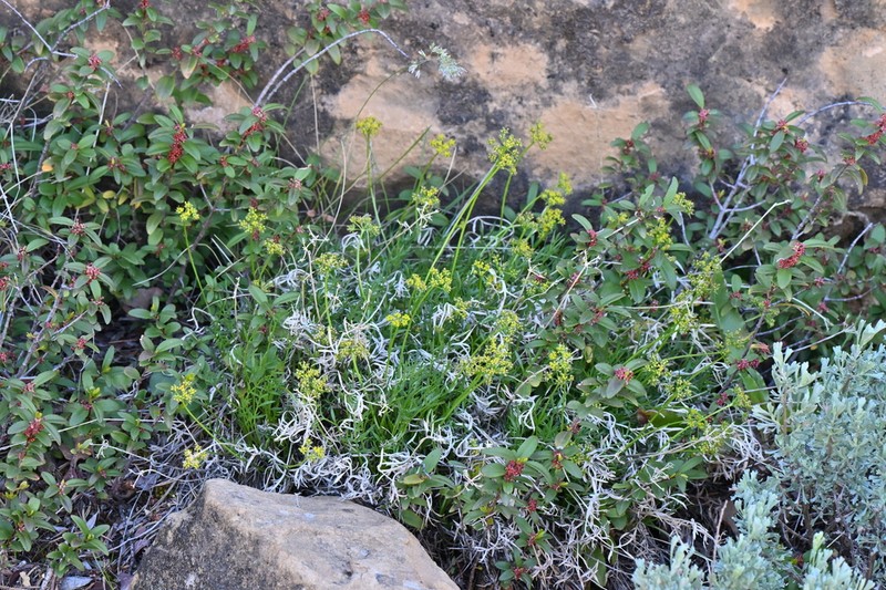 Sessileflower Indian Parsley photo 3