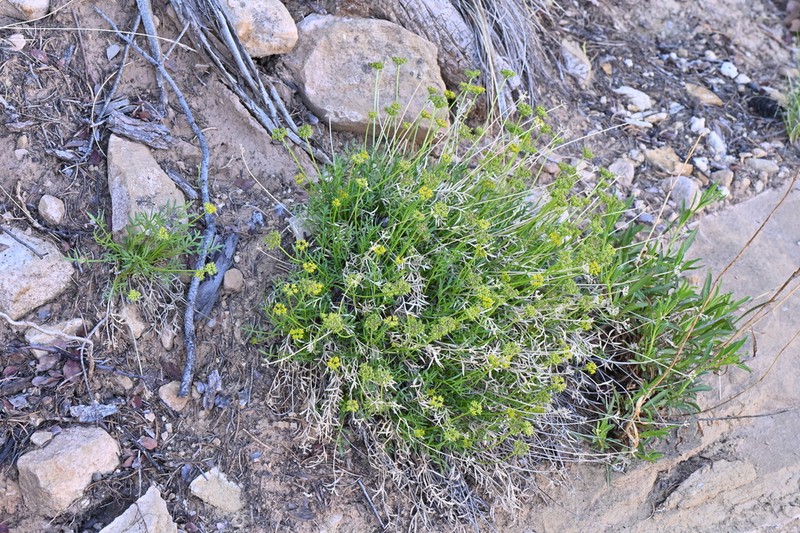 Sessileflower Indian Parsley photo 4