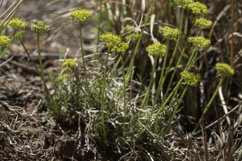 Sessileflower Indian Parsley photo 6