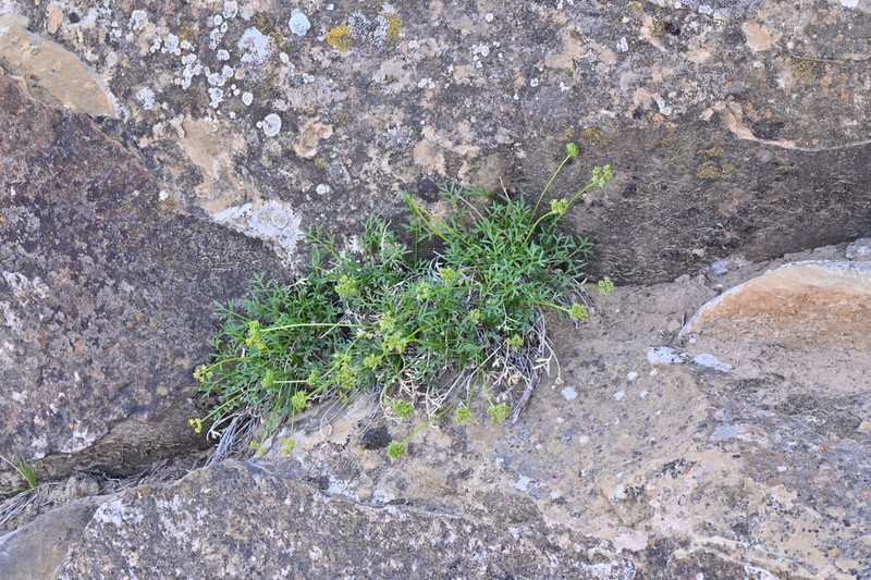 Sessileflower Indian Parsley photo 7