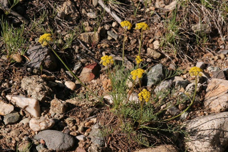 Spellenberg's Springparsley