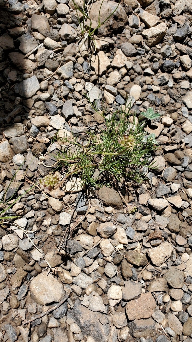Spellenberg's Springparsley