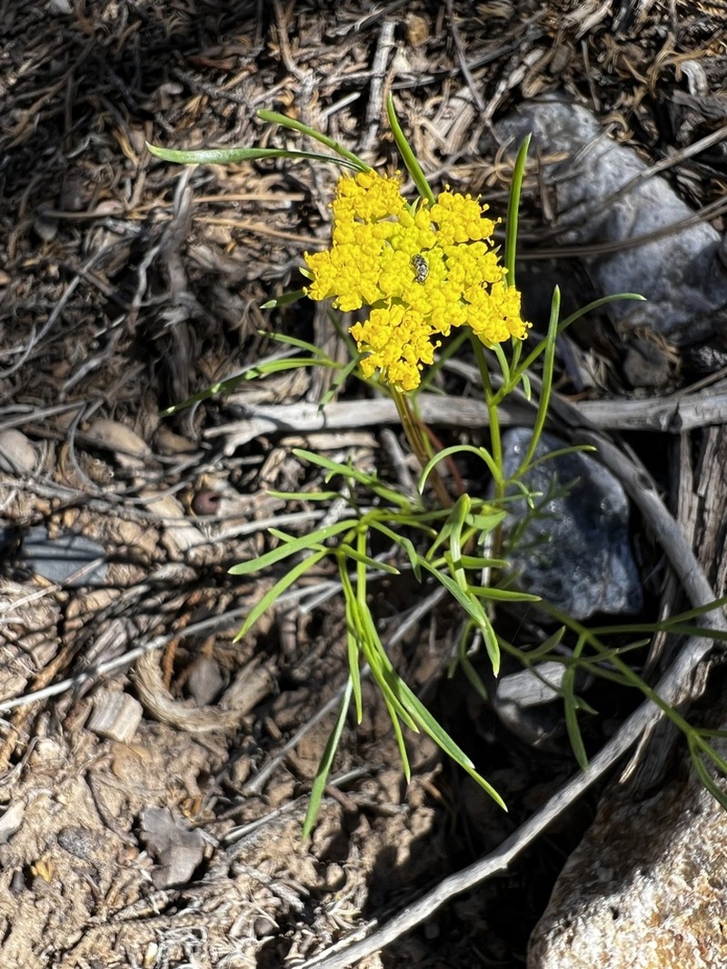 Spellenberg's Springparsley photo 2