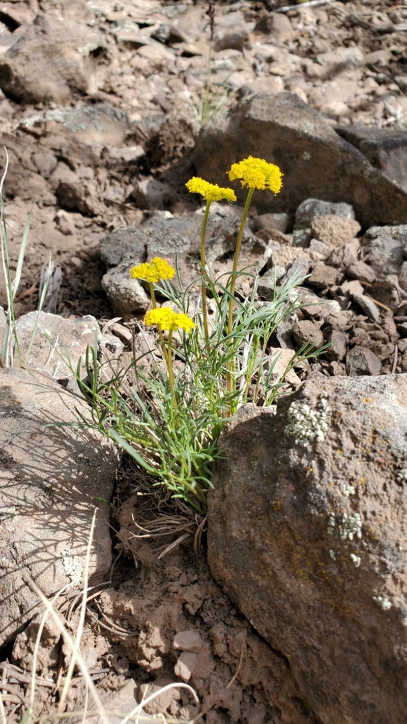 Spellenberg's Springparsley photo 3