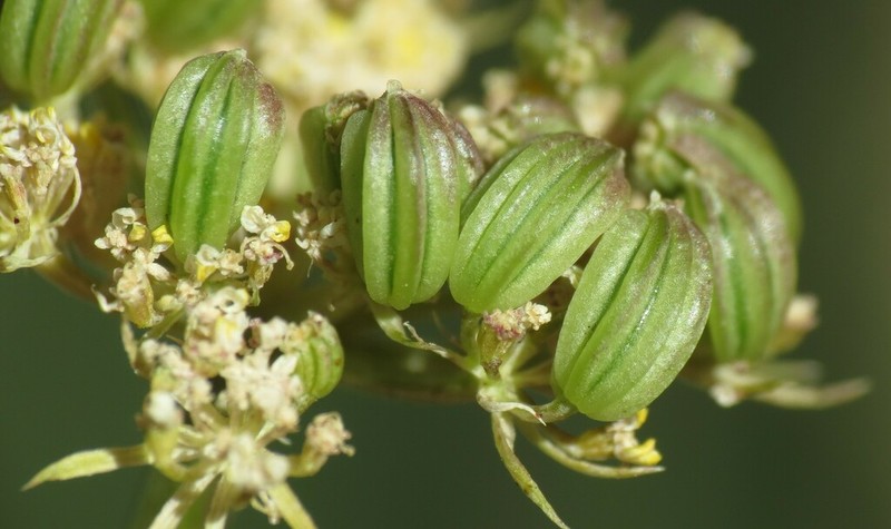 Spellenberg's Springparsley photo 4