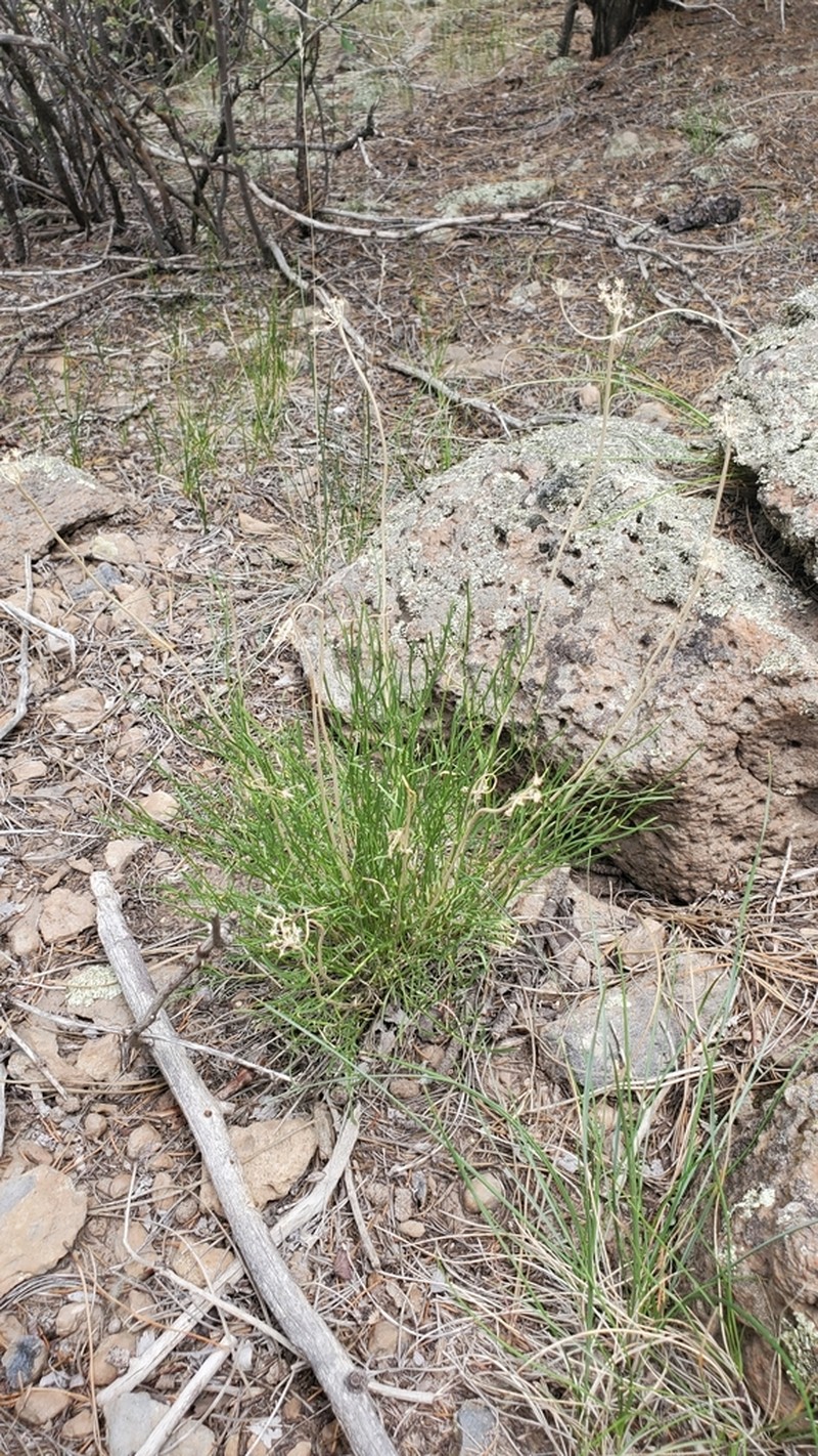 Spellenberg's Springparsley photo 5