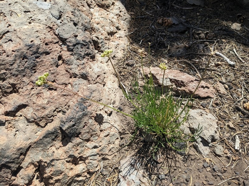 Spellenberg's Springparsley photo 6