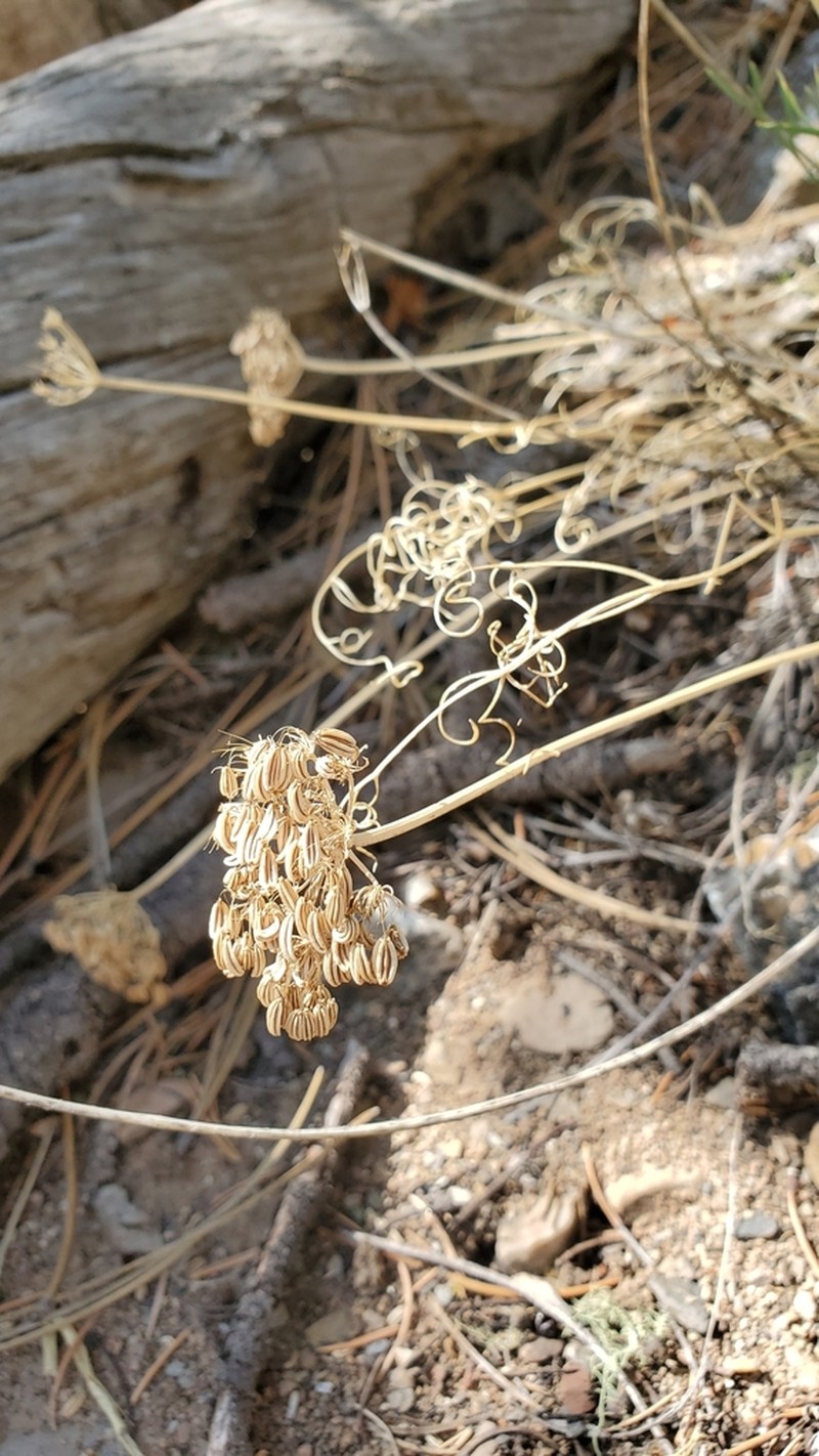 Spellenberg's Springparsley photo 7