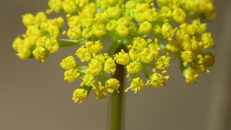 Spellenberg's Springparsley photo 8