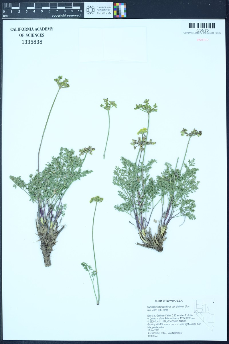 Cymopterus terebinthinus var. albiflorus