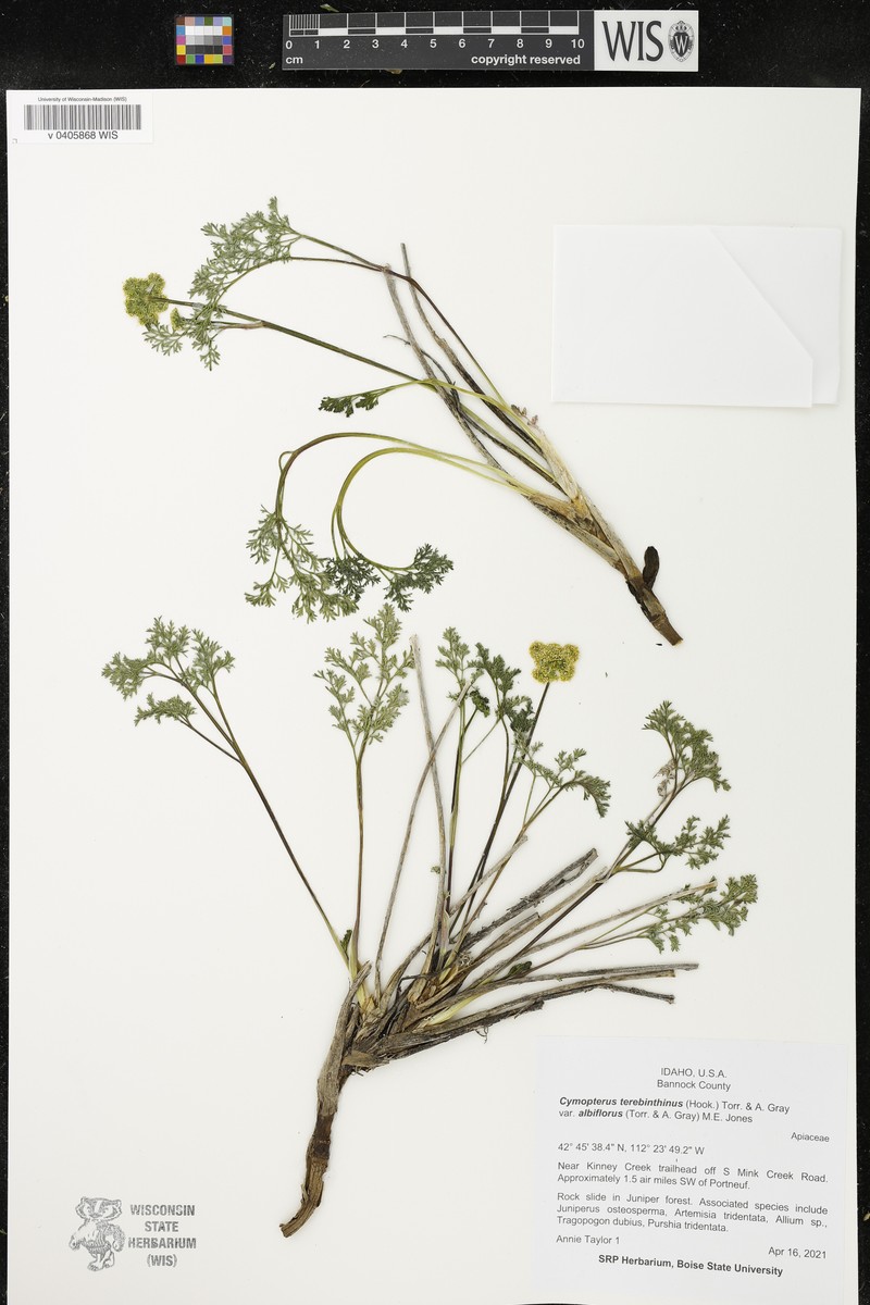 Cymopterus terebinthinus var. albiflorus photo 2