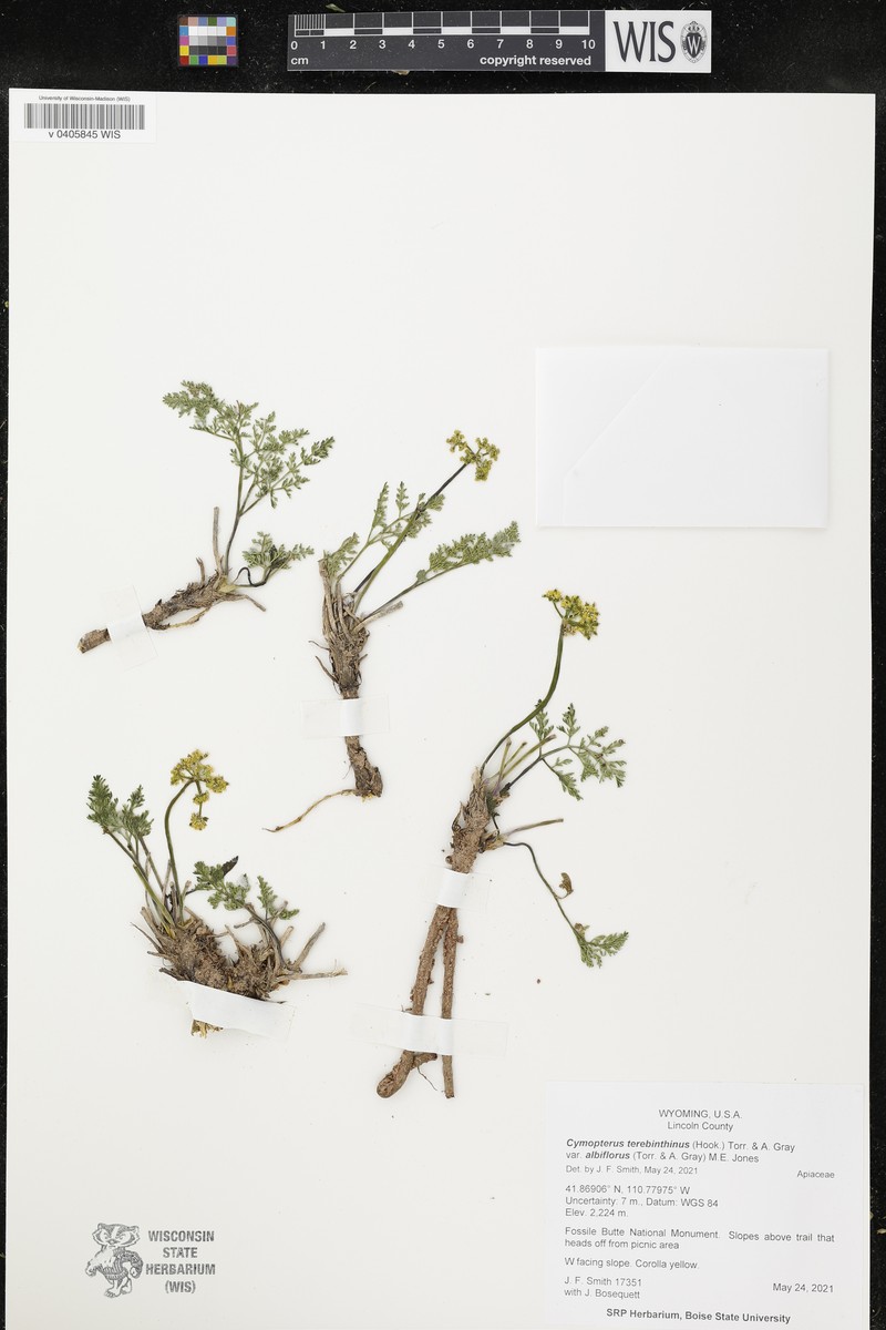 Cymopterus terebinthinus var. albiflorus photo 3