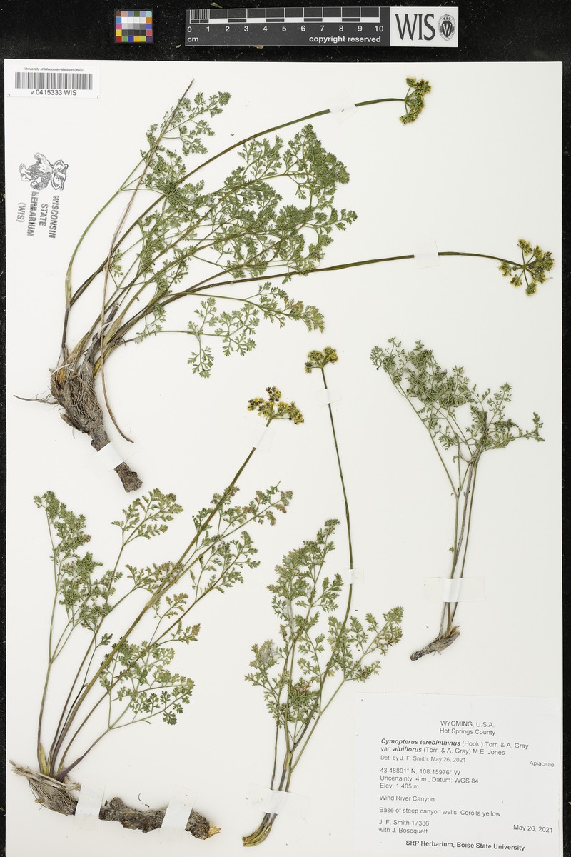Cymopterus terebinthinus var. albiflorus photo 4