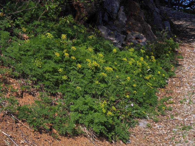 Cymopterus terebinthinus var. californicus