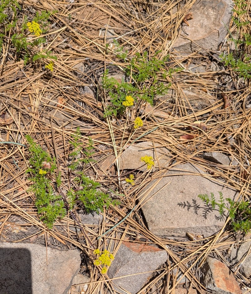 Cymopterus terebinthinus var. californicus photo 2