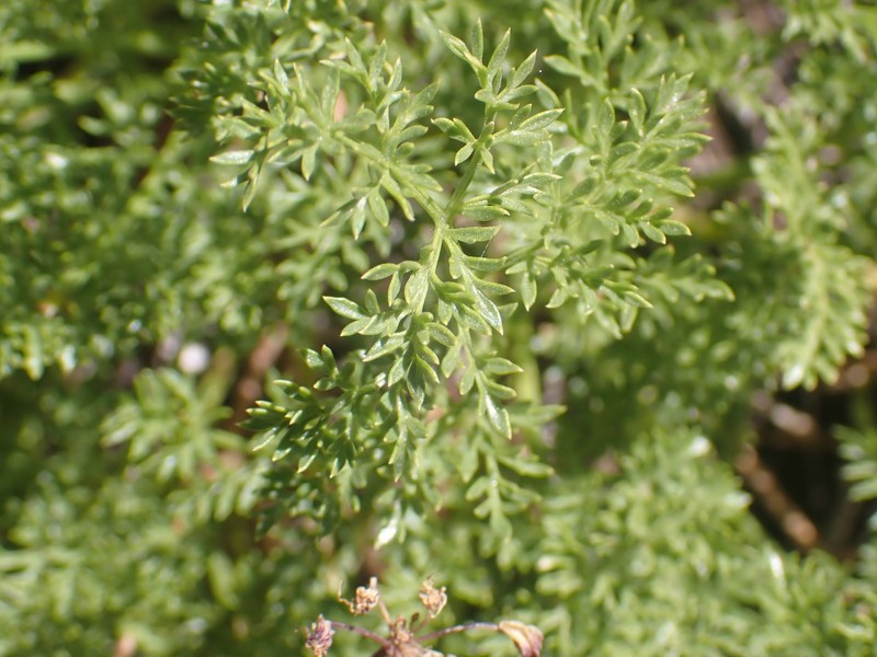 Cymopterus terebinthinus var. californicus photo 3