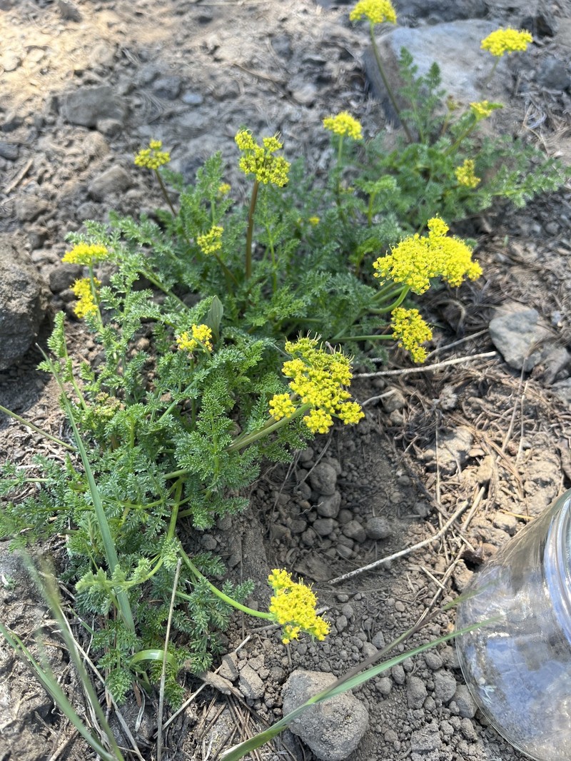 Cymopterus terebinthinus var. californicus photo 4
