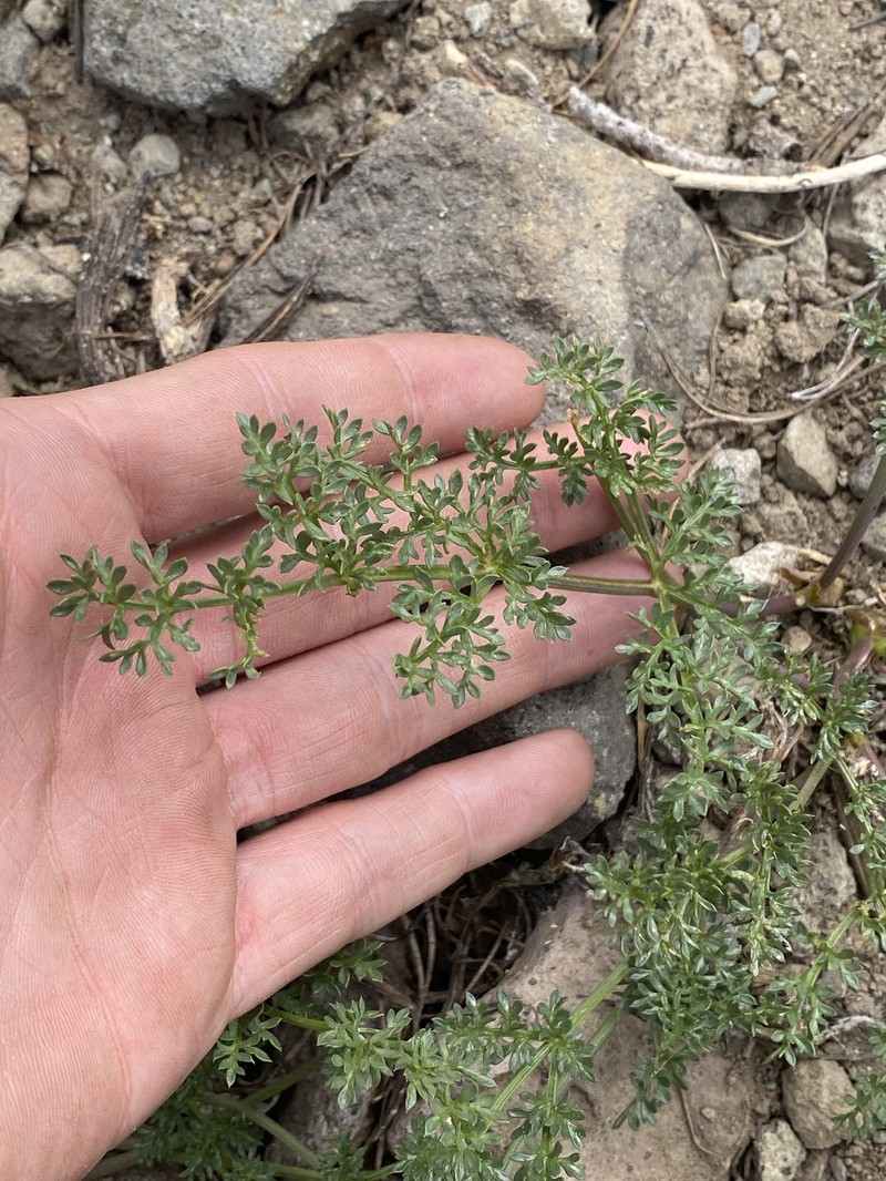 Cymopterus terebinthinus var. californicus photo 5