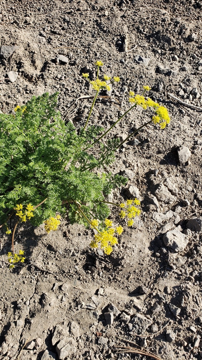 Cymopterus terebinthinus var. californicus photo 6