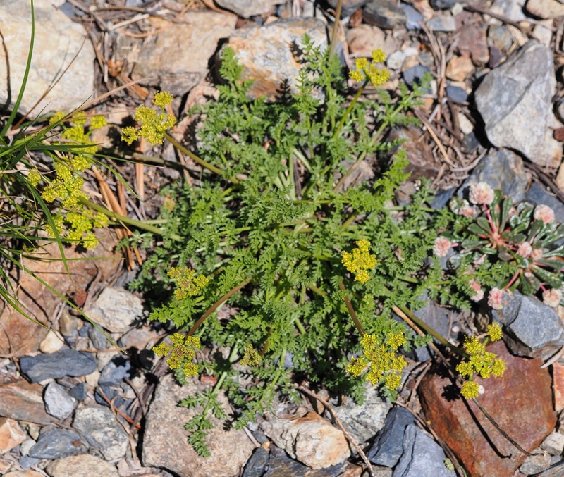 Cymopterus terebinthinus var. californicus photo 7