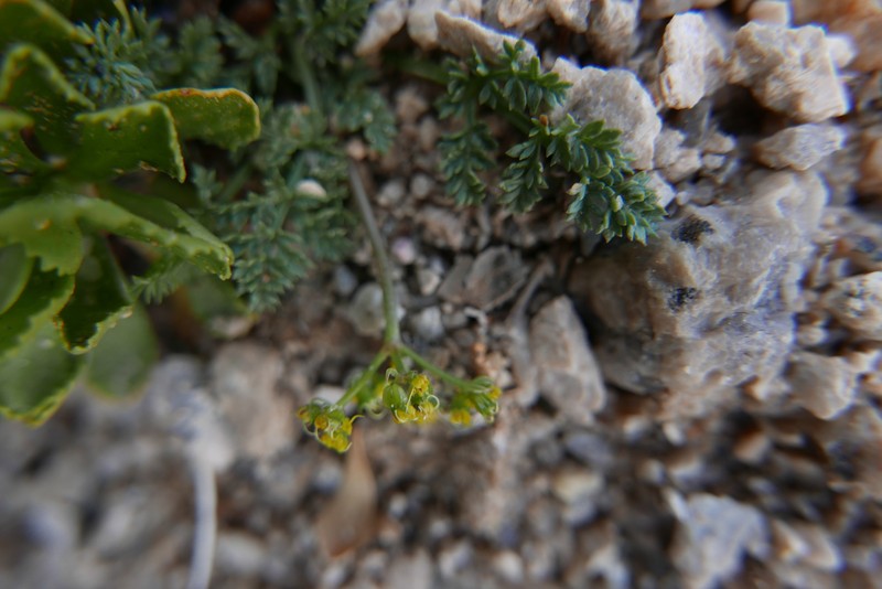 Cymopterus terebinthinus var. californicus photo 8