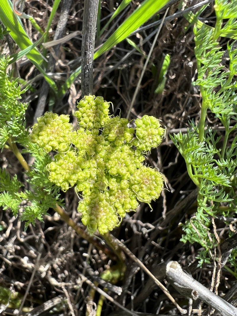 Cymopterus terebinthinus var. terebinthinus