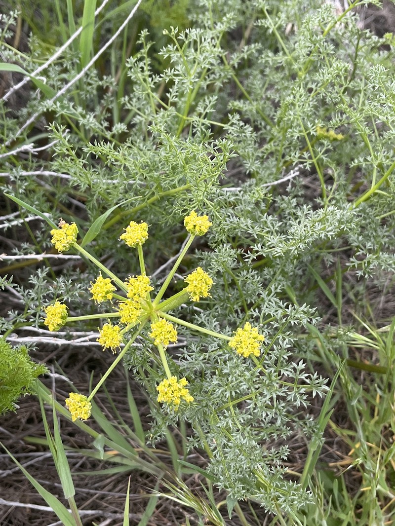 Cymopterus terebinthinus var. terebinthinus photo 2