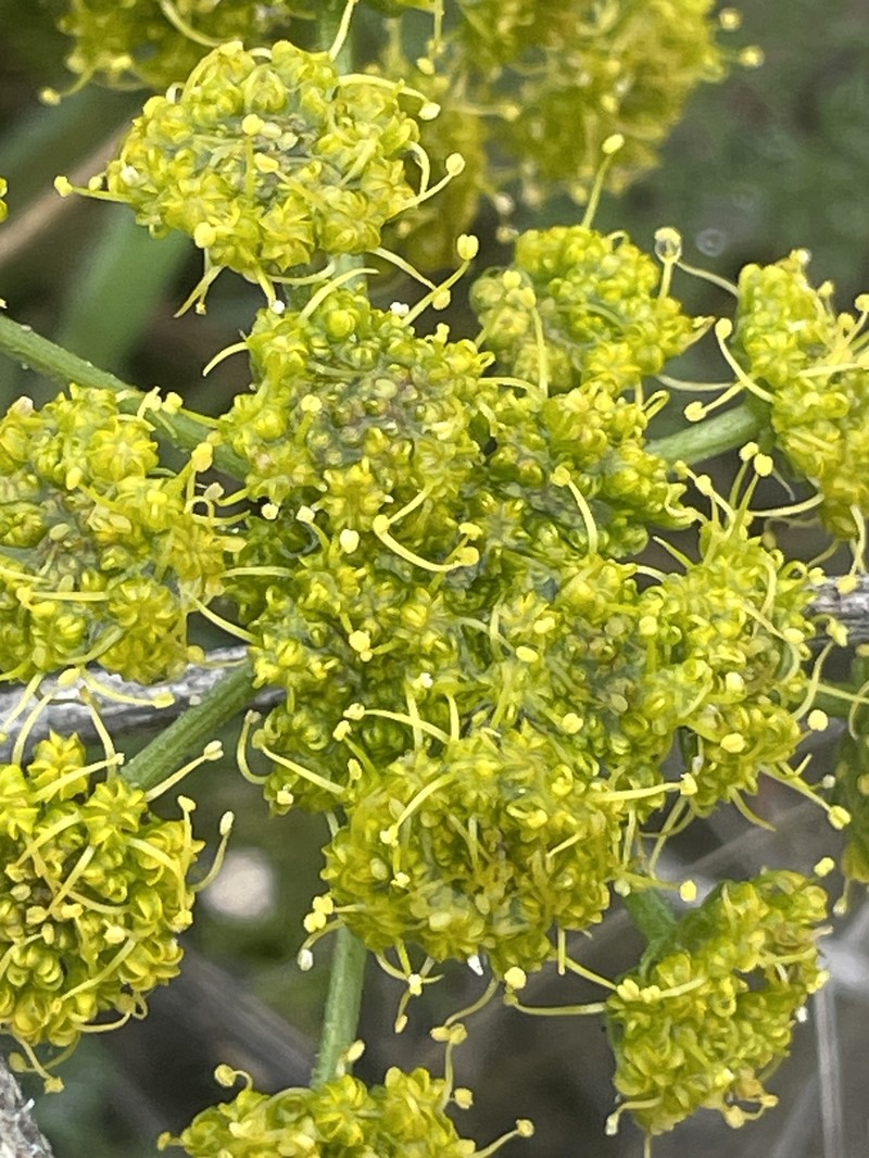 Cymopterus terebinthinus var. terebinthinus photo 3