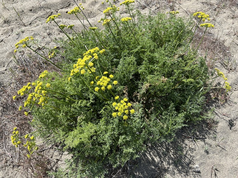 Cymopterus terebinthinus var. terebinthinus photo 4
