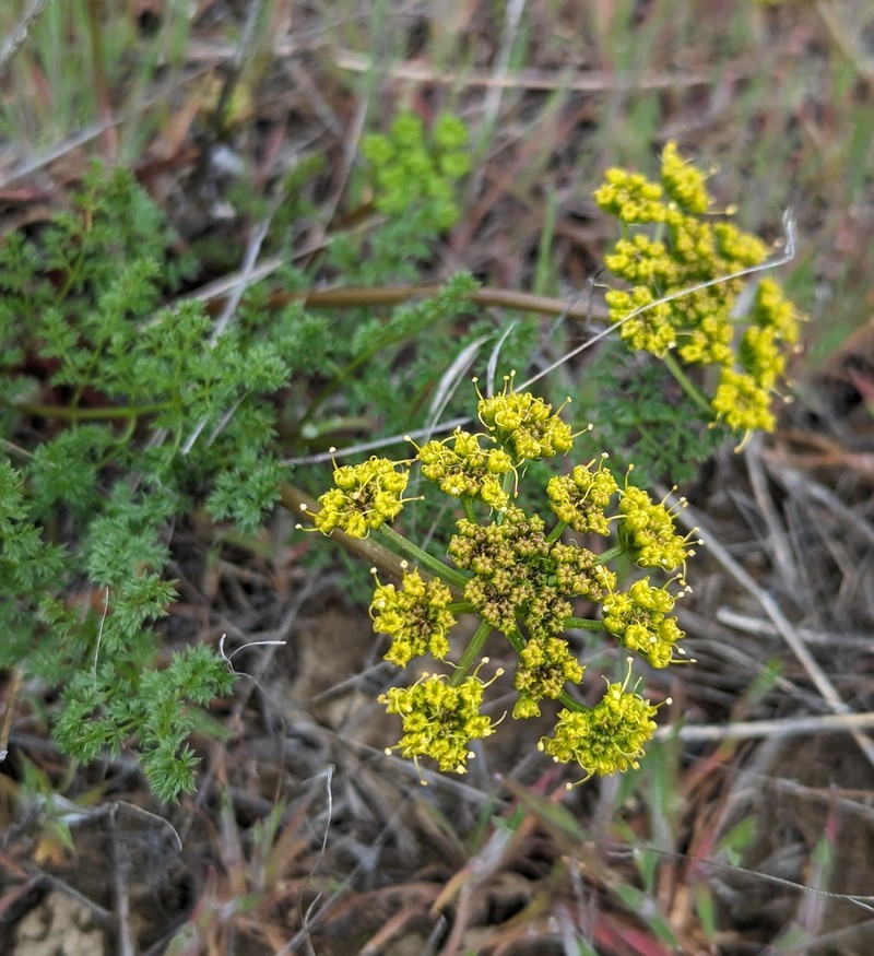 Cymopterus terebinthinus var. terebinthinus photo 5