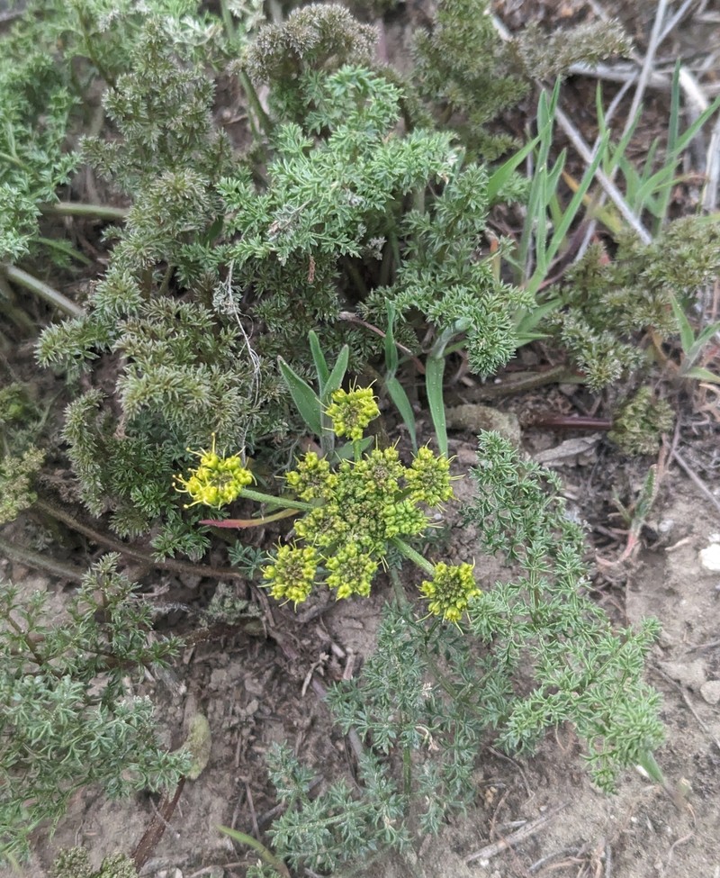 Cymopterus terebinthinus var. terebinthinus photo 6